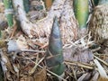 The bamboo shoot or Bamboo sprout which grows in the forest Royalty Free Stock Photo