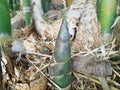 The bamboo shoot or Bamboo sprout which grows in the forest Royalty Free Stock Photo