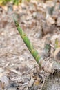 The bamboo shoot which grows in the forest Royalty Free Stock Photo