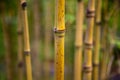 Bamboo shoots