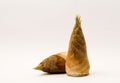 Bamboo shoots Royalty Free Stock Photo
