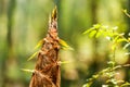 Bamboo shoots of bamboo forest