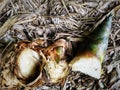 Bamboo shoots, Bamboo sprouts. Royalty Free Stock Photo