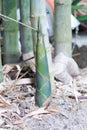 Bamboo shoots or bamboo sprouts Royalty Free Stock Photo