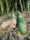 Bamboo shoots, Bamboo sprouts. Royalty Free Stock Photo