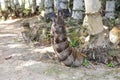Bamboo shoots growing from the old bamboo tree Royalty Free Stock Photo