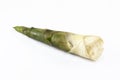 Bamboo,shoots isolated Royalty Free Stock Photo