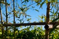 Bamboo shoots, leafs and fence Royalty Free Stock Photo