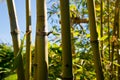 Bamboo shoots and leafs Royalty Free Stock Photo