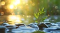 Bamboo shoots sprouting from rounded spa stones above water surface