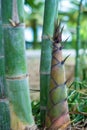 Bamboo shoots or bamboo sprouts Royalty Free Stock Photo