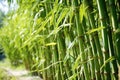 bamboo shoots swaying and clacking together in wind Royalty Free Stock Photo