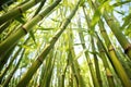 bamboo shoots swaying and clacking together in wind Royalty Free Stock Photo