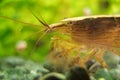 Bamboo Shrimp. Royalty Free Stock Photo