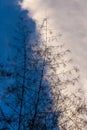 Bamboo silhouette against the sky Royalty Free Stock Photo