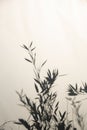 Bamboo silhouette behind white transparent paper - .shadows from plants Royalty Free Stock Photo