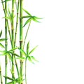 Bamboo forest spa background. Watercolor hand drawn green botanical illustration with space for text