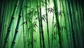 Bamboo Spotlight Background Royalty Free Stock Photo