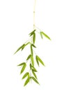 Bamboo sprig isolated