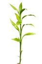 Bamboo sprout Royalty Free Stock Photo