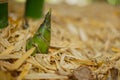 The bamboo, bamboo sprout shoot Royalty Free Stock Photo