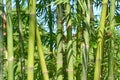 Bamboo sprouts forest Royalty Free Stock Photo