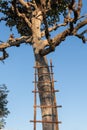 Bamboo stairs on tree, wooden stairs lying with tree trunk Royalty Free Stock Photo