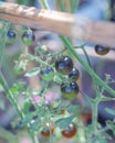 Bamboo stakes holds heavy cluster of Midnight Snack Tomato, indigo-type cherry tomatoes purplish-brown, red centers color show