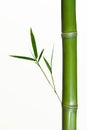 Bamboo stalk Royalty Free Stock Photo