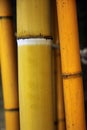 Bamboo stalk Royalty Free Stock Photo