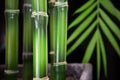 Bamboo Stalk Background