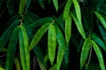 Bamboo stalk, Bamboo background in dark tone, Bamboo forest Royalty Free Stock Photo