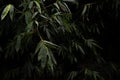 Bamboo stalk, Bamboo background in dark tone, Bamboo forest Royalty Free Stock Photo