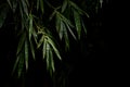 Bamboo stalk, Bamboo background in dark tone, Bamboo forest Royalty Free Stock Photo
