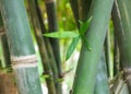 Bamboo stalk and foliage Royalty Free Stock Photo