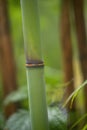 Bamboo stalk Royalty Free Stock Photo