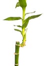 Bamboo Stalk Closeup Royalty Free Stock Photo