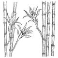 Bamboo stalk and leaves hand drawn. Vector engraved style illustration, isolated on white. Royalty Free Stock Photo