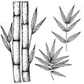 Bamboo stalk and leaves. Ink sketch. Royalty Free Stock Photo