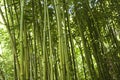 Bamboo Stalks