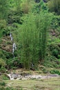 Bamboo stalks Royalty Free Stock Photo