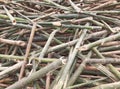 Bamboo stalks for export. Bamboo sticks background