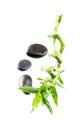 Bamboo stem and black stones Royalty Free Stock Photo