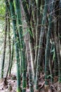 Bamboo stems with engraved graffiti words Royalty Free Stock Photo