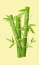 Bamboo stems in a flat style, icon. Vector illustration, realism. Tropical Asian nature
