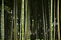 Bamboo