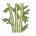 Bamboo stems and leaves