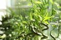 Bamboo stems with water drops on blurred background. Space for text Royalty Free Stock Photo