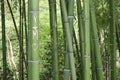 Bamboo stick from french park in Montauban