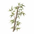 Realistic Bamboo Tree Illustration With Soft Tonal Colors Royalty Free Stock Photo